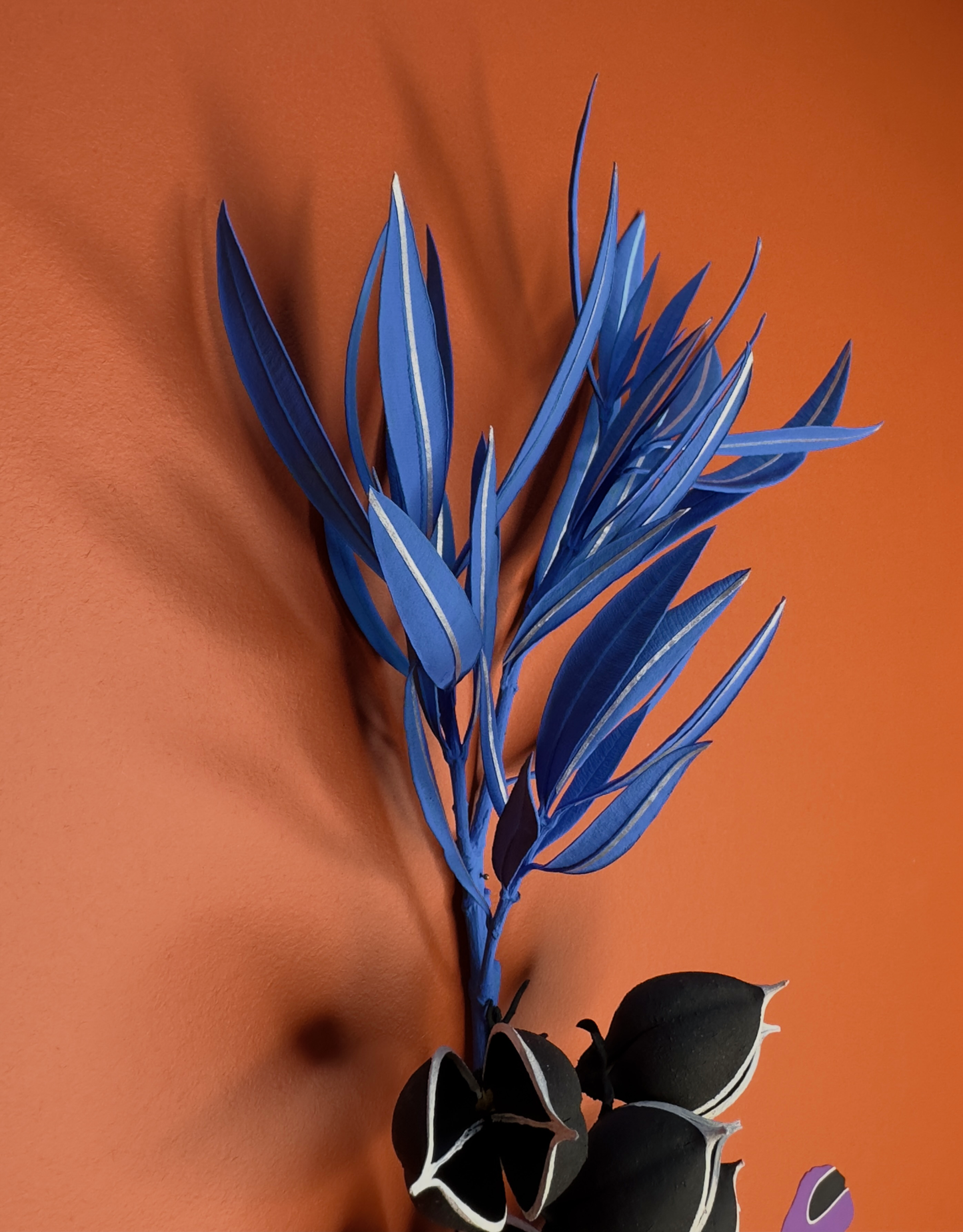 Herbier 11